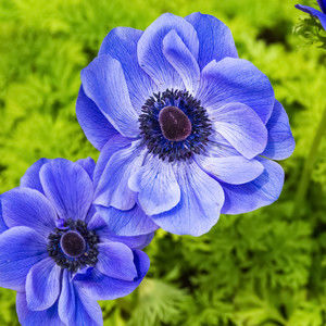 Meet your Posher, Jane